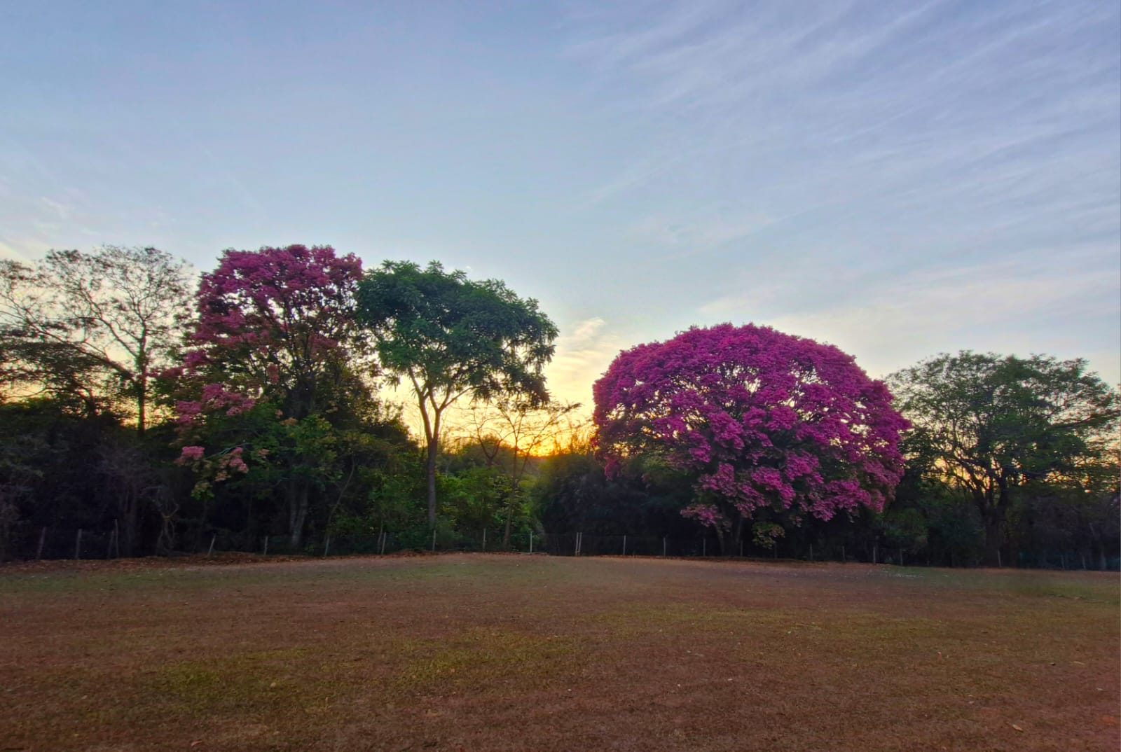 Ipês roxos floridos ao pôr do sol com céu dourado