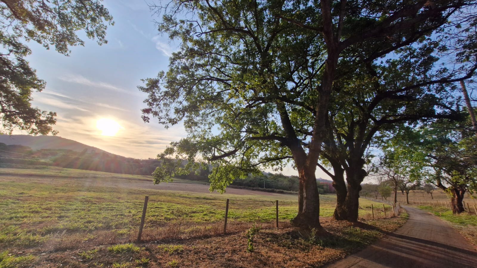 Caminho arborizado com sol dourado entre as árvores ao entardecer