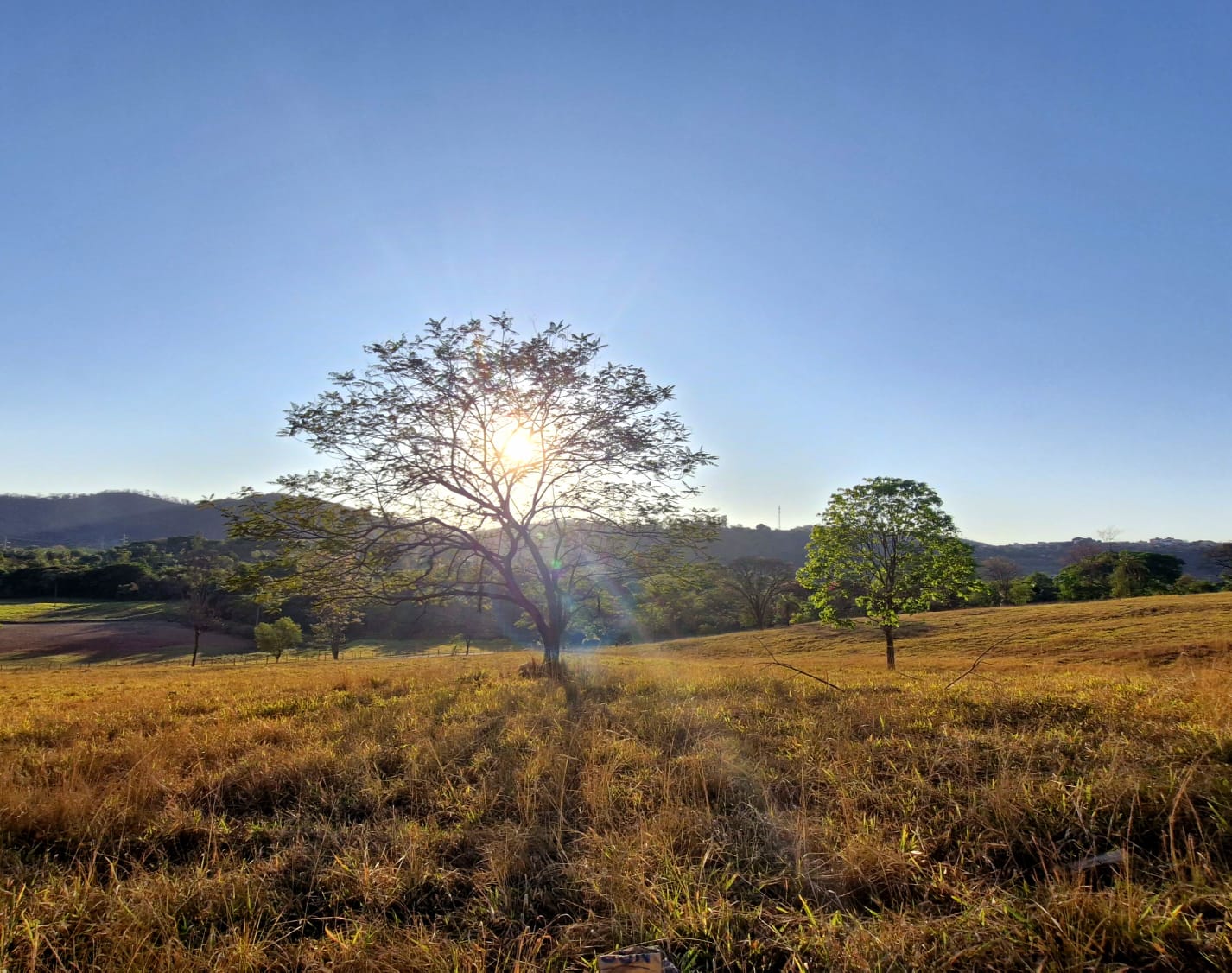 Árvore em contraluz com sol e campo dourado
