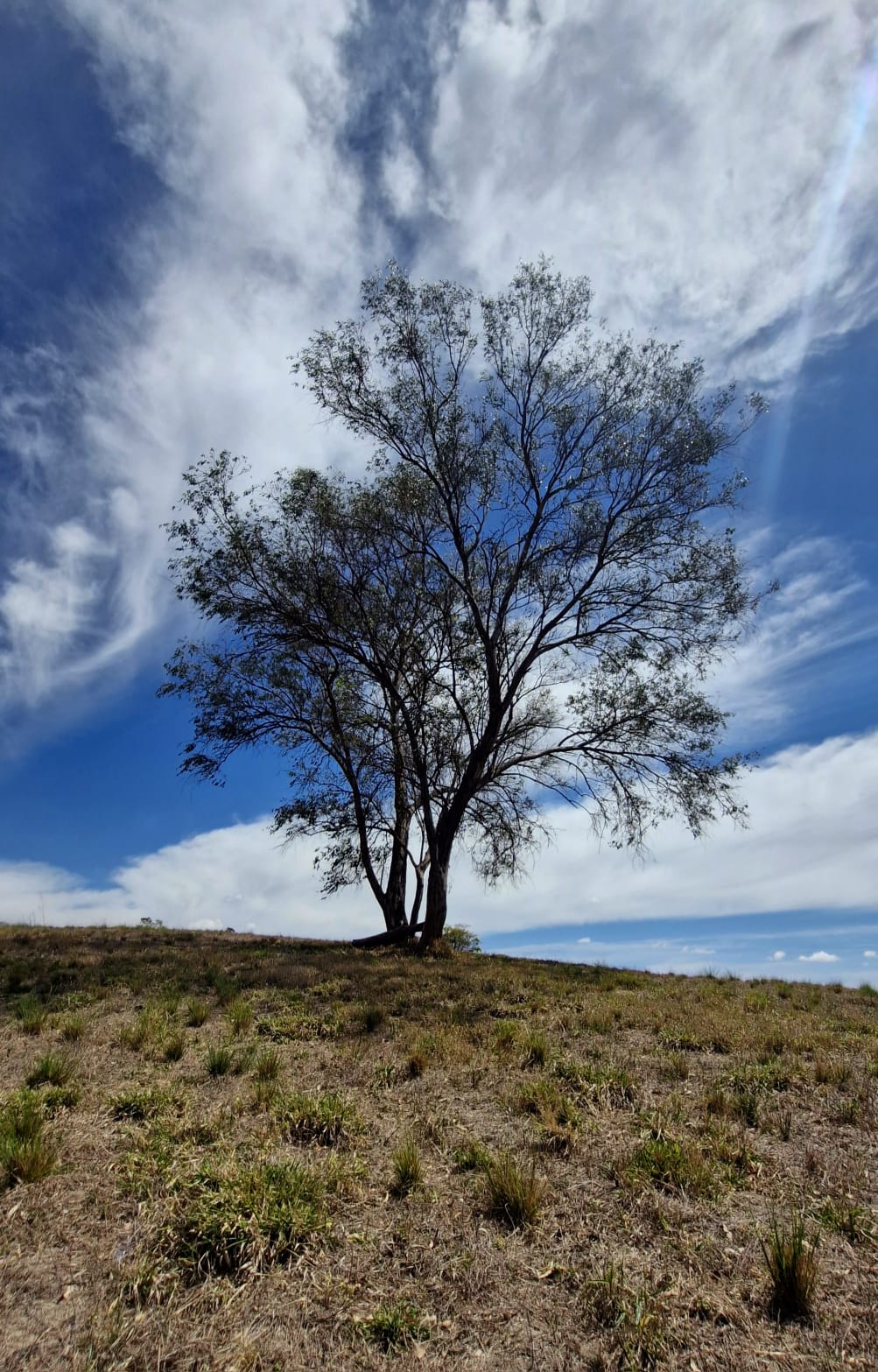 Árvore solitária no topo da colina com céu dramático de nuvens