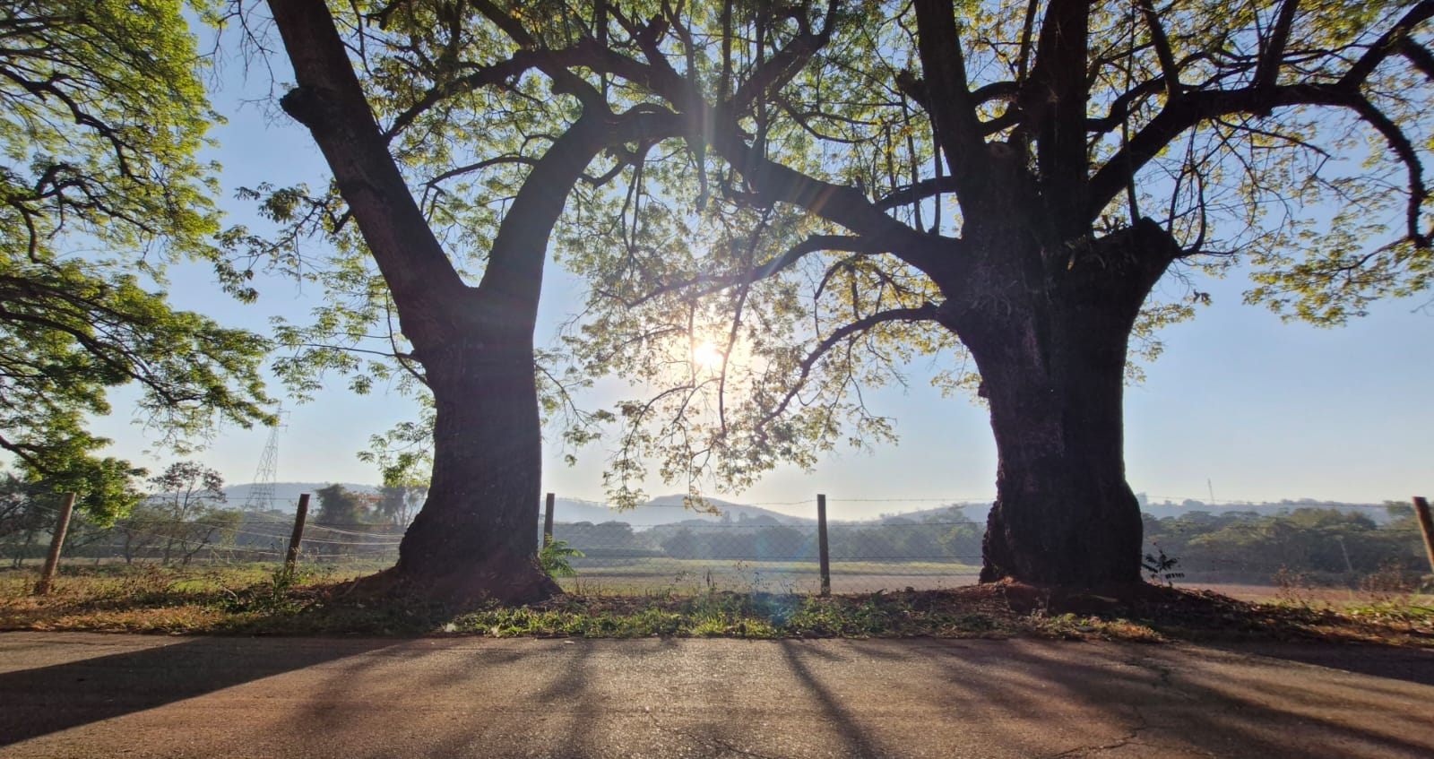 Sol nascente entre duas árvores centenárias na entrada do condomínio