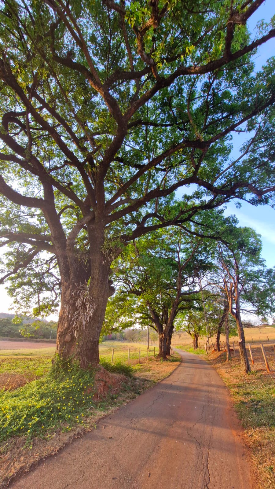 Estrada arborizada com grandes árvores formando túnel verde