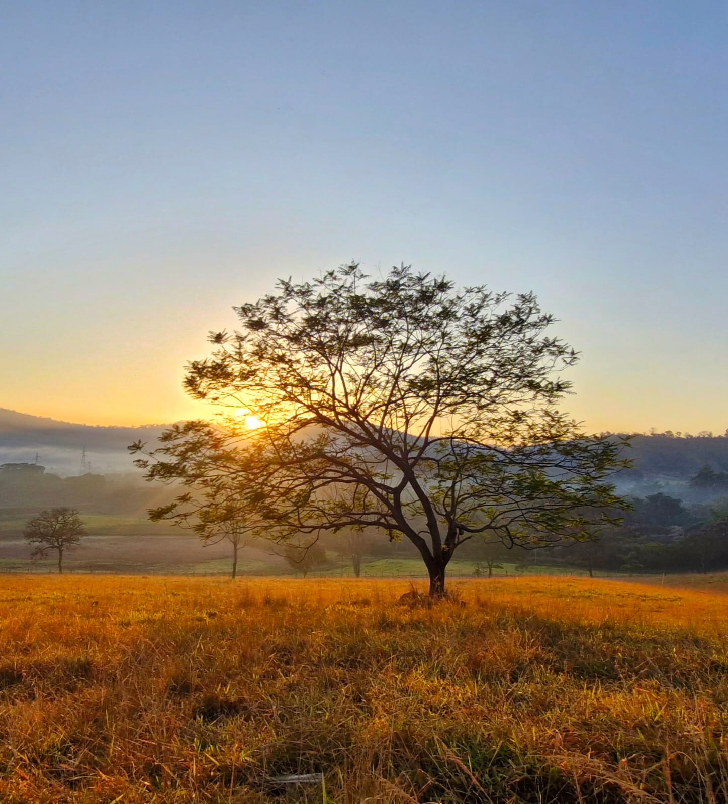 Árvore solitária no campo dourado ao nascer do sol com neblina